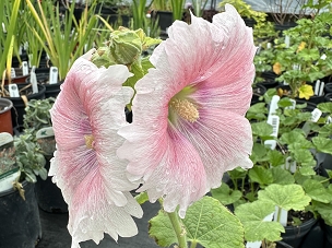 Alcea rosea - Hollyhock